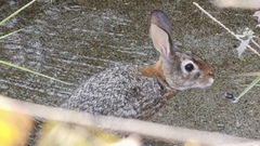 Sylvilagus cunicularius