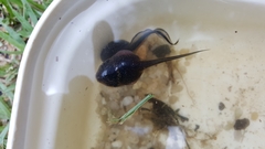 Lithobates heckscheri