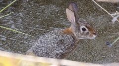 Sylvilagus cunicularius