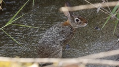 Sylvilagus cunicularius