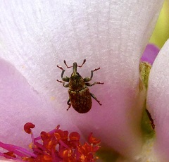 Macrorhoptus hispidus