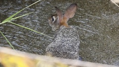 Sylvilagus cunicularius