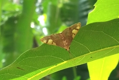 Nosophora