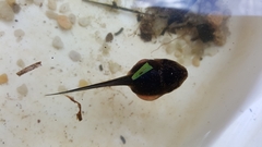 Lithobates heckscheri