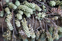 Sedum burrito