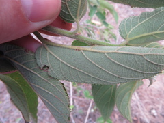 Trema micrantha floridana