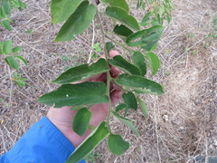 Trema micrantha floridana