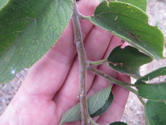 Trema micrantha floridana