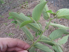 Trema micrantha floridana