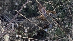 Sylvilagus cunicularius