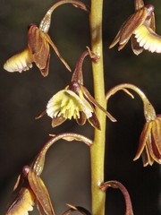 Eulophia bolusii