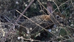 Sylvilagus cunicularius