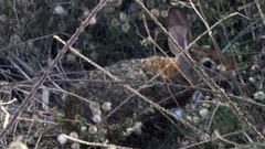 Sylvilagus cunicularius