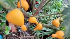 Solanum mammosum