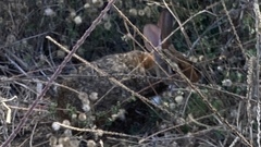 Sylvilagus cunicularius