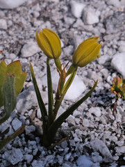 Eulophia ustulata