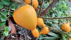 Solanum mammosum