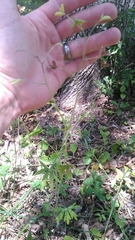 Delphinium alabamicum