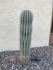 Carnegiea gigantea