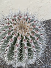 Carnegiea gigantea