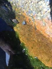 Echinolittorina aspera