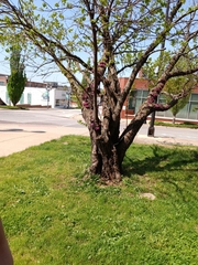 Cercis canadensis