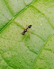 Dicranosepsis