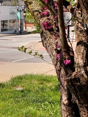 Cercis canadensis