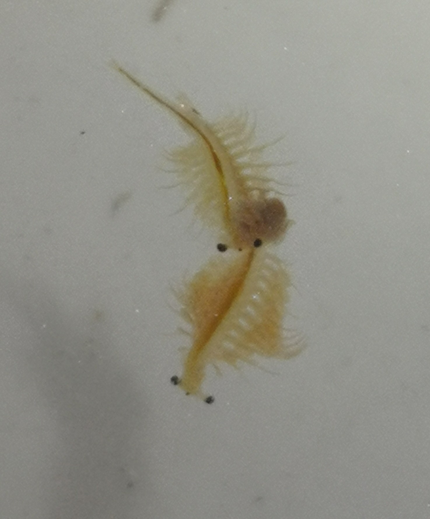 Artemia salina (Linnaeus, 1758)