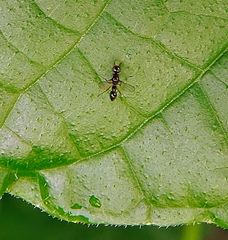 Dicranosepsis