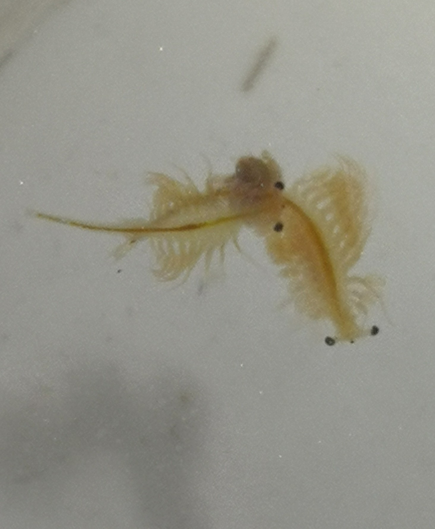 Artemia salina (Linnaeus, 1758)