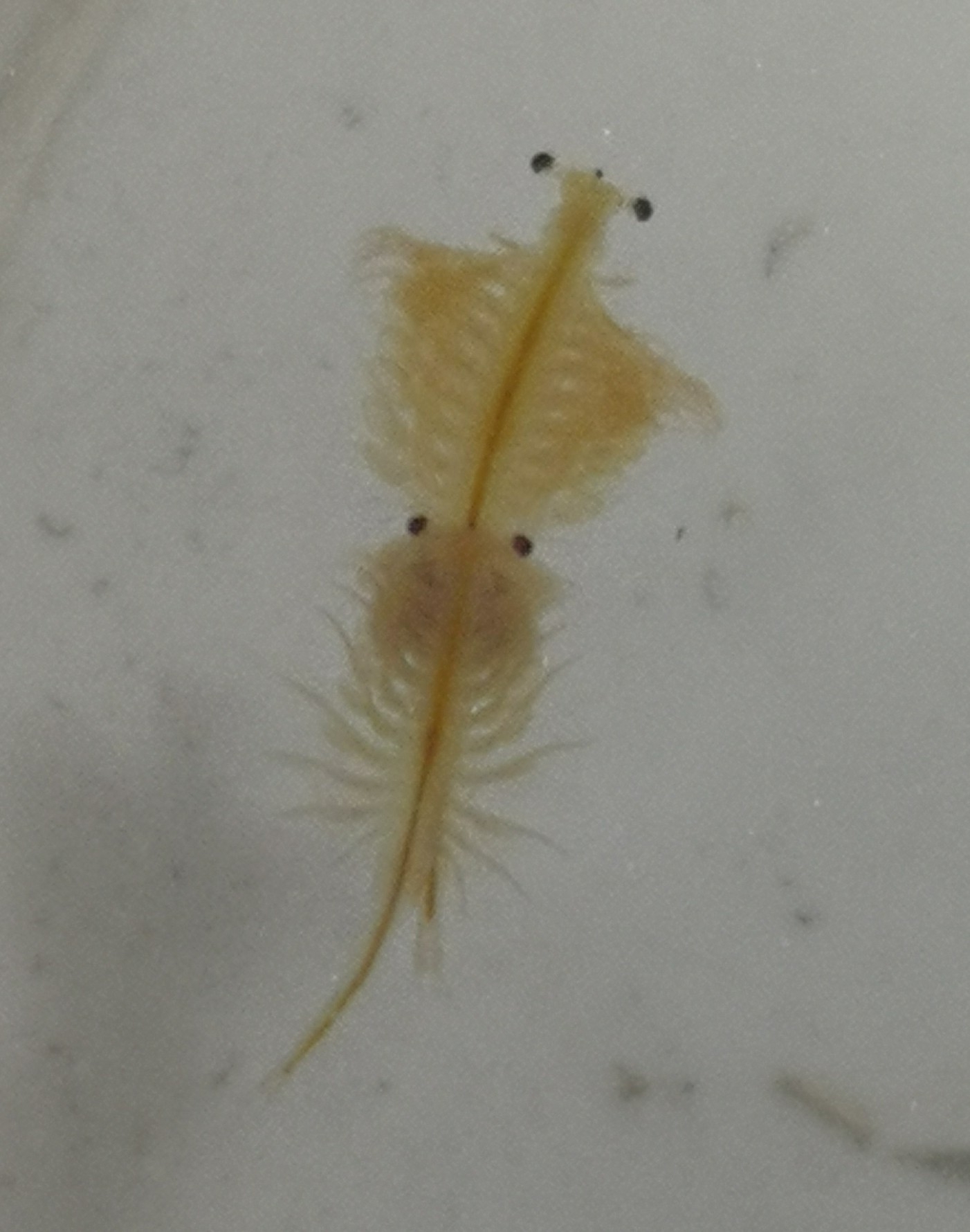 Artemia salina (Linnaeus, 1758)