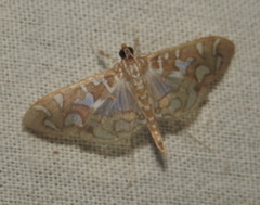 Nausinoe