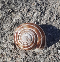 Eobania vermiculata