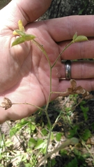 Delphinium alabamicum