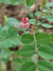 Indigofera adenoides