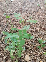 Indigofera adenoides