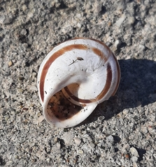Eobania vermiculata
