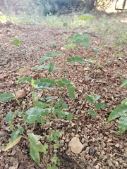 Indigofera adenoides