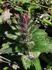 Ajuga pyramidalis