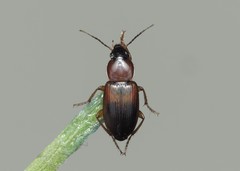 Stenolophus teutonus