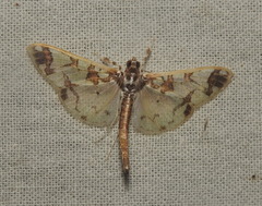 Polythlipta