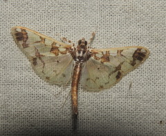 Polythlipta