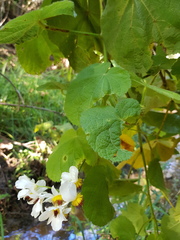 Sparrmannia africana