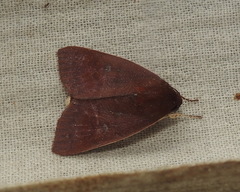Calymera