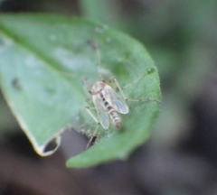 Chironomidae