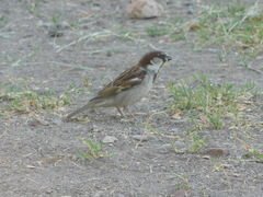 Passer domesticus