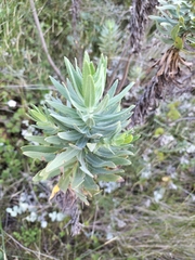 Osmitopsis asteriscoides