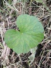 Hydrocotyle nepalensis