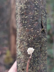 Marasmiellus affixus